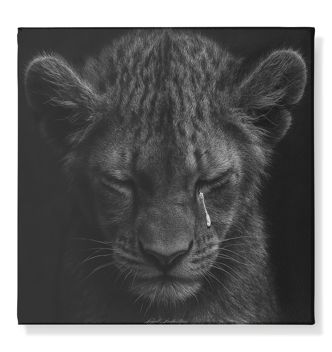 Lion 21 - Leinwand 50x50cm